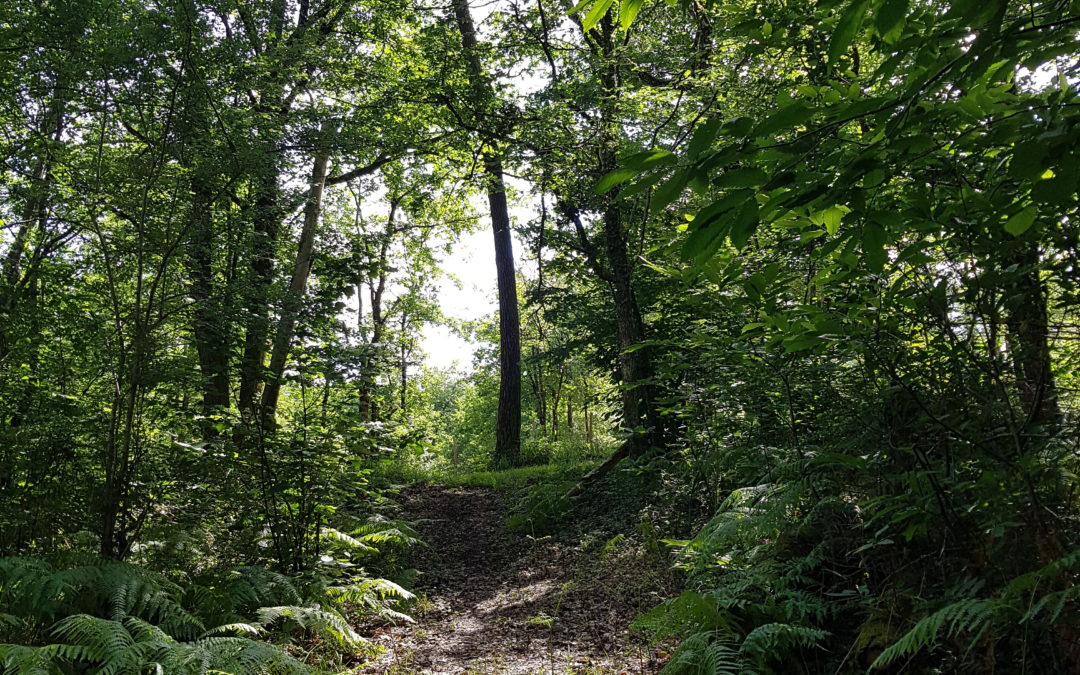 5 super pouvoirs des arbres