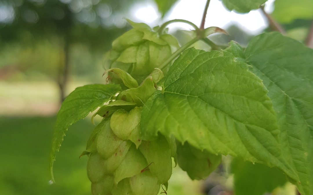 Les ingrédients nécessaires à la fabrication de la bière