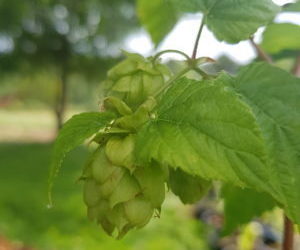 Les ingrédients nécessaires à la fabrication de la bière