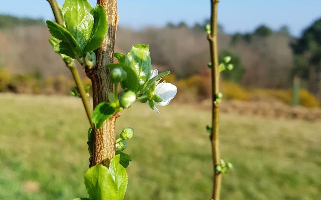 C’est le printemps !