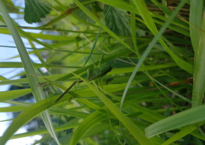 criquet dans les herbes