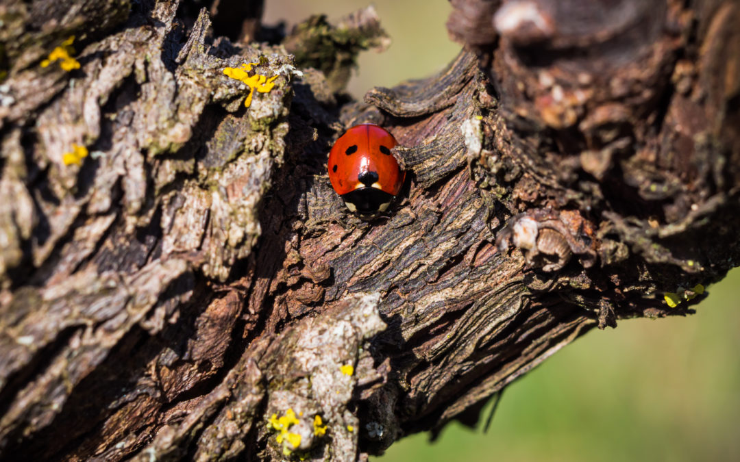 Comment attirer les coccinelles dans mon jardin ?