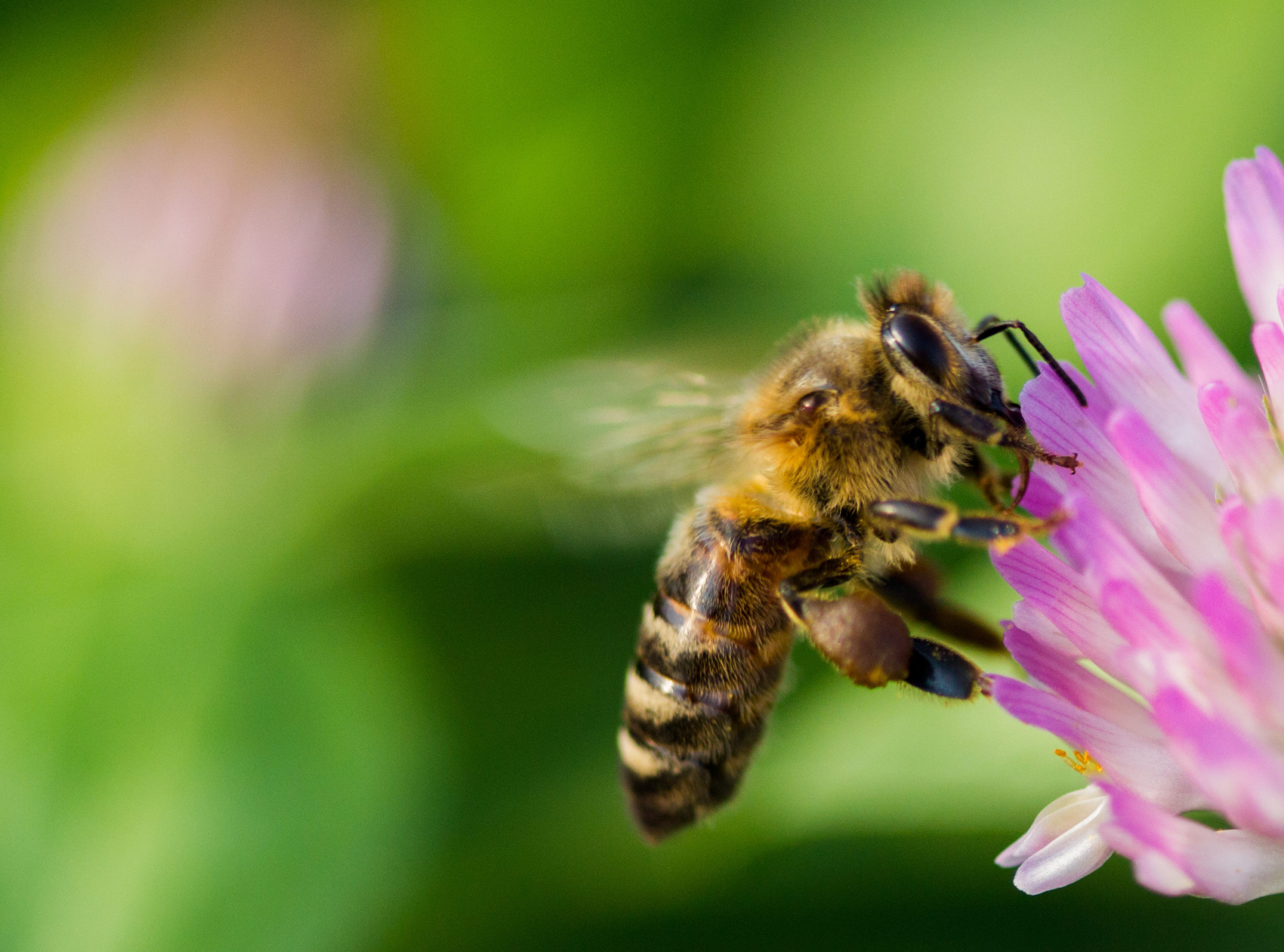 abeille qui butine une fleur