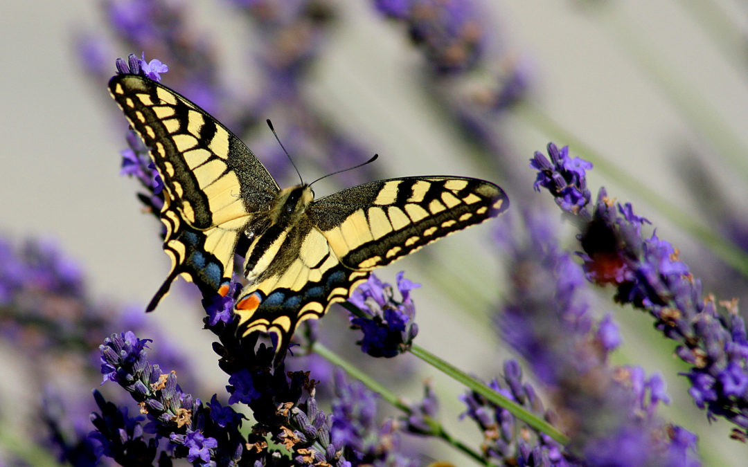 Favorisez la biodiversité dans votre jardin