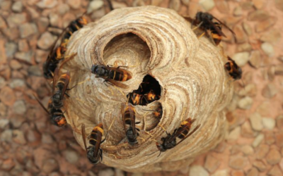 Alerte aux frelons asiatiques : le printemps sonne l’attaque !