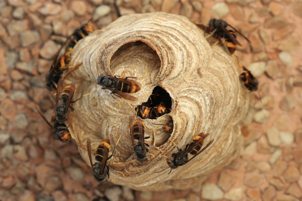 Alerte aux frelons asiatiques : le printemps sonne l’attaque !